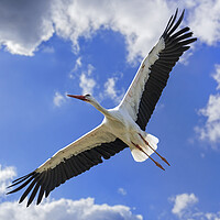 Buy canvas prints of White Stork Flying by Arterra 