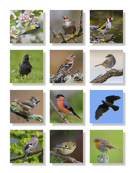 British Garden Birds Picture Board by Arterra 
