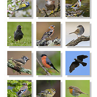 Buy canvas prints of British Garden Birds by Arterra 