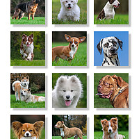 Buy canvas prints of Dogs by Arterra 