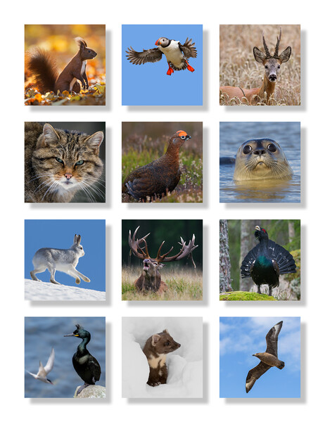 Scottish Wildlife Picture Board by Arterra 