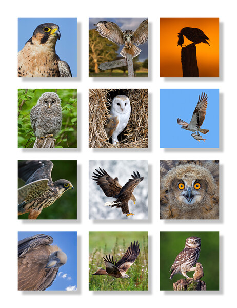 European Birds of Prey Picture Board by Arterra 