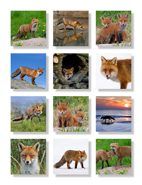 Red Foxes Picture Board by Arterra 