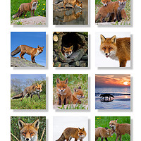 Buy canvas prints of Red Foxes by Arterra 
