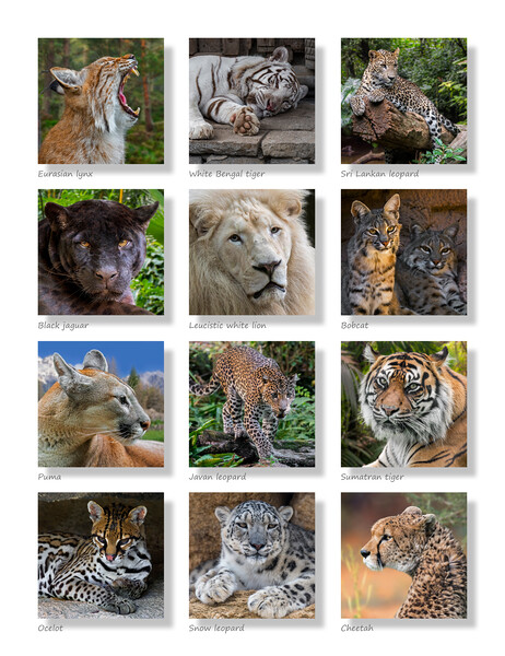 Big Cats Collection Picture Board by Arterra 