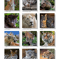Buy canvas prints of Big Cats Collection by Arterra 