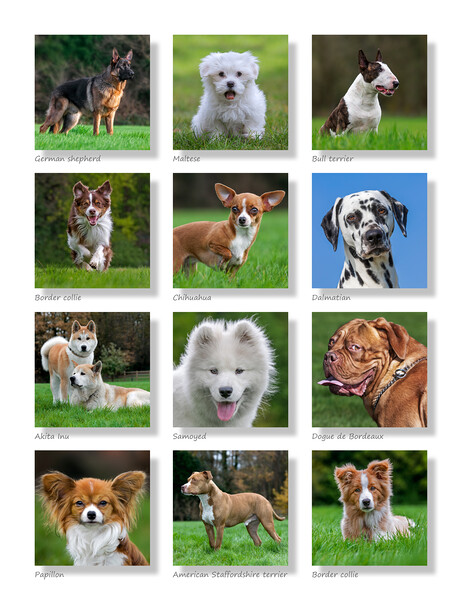 Dogs Collection Picture Board by Arterra 