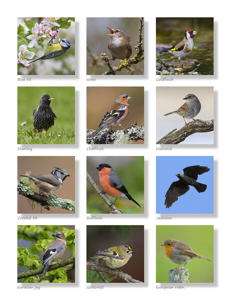 British Garden Birds Collection Picture Board by Arterra 