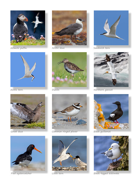 Scottish Seabirds Collection Picture Board by Arterra 