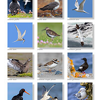 Buy canvas prints of Scottish Seabirds Collection by Arterra 