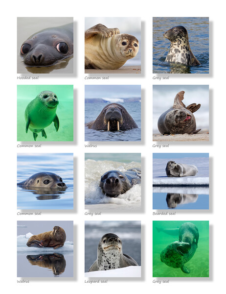 Seals Collection Picture Board by Arterra 