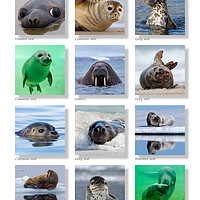 Buy canvas prints of Seals Collection by Arterra 