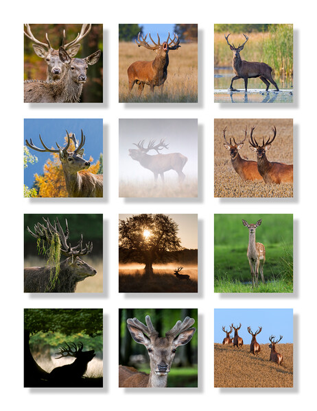 Red Deer Picture Board by Arterra 