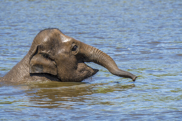 Young Asian Elephant Swimming in Lake Picture Board by Arterra 