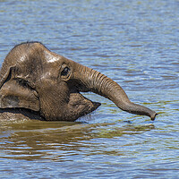 Buy canvas prints of Young Asian Elephant Swimming in Lake by Arterra 