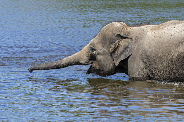 Elephant Juvenile Bathing in Lake Picture Board by Arterra 