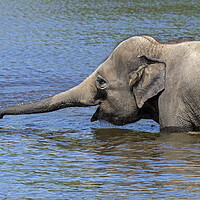 Buy canvas prints of Elephant Juvenile Bathing in Lake by Arterra 
