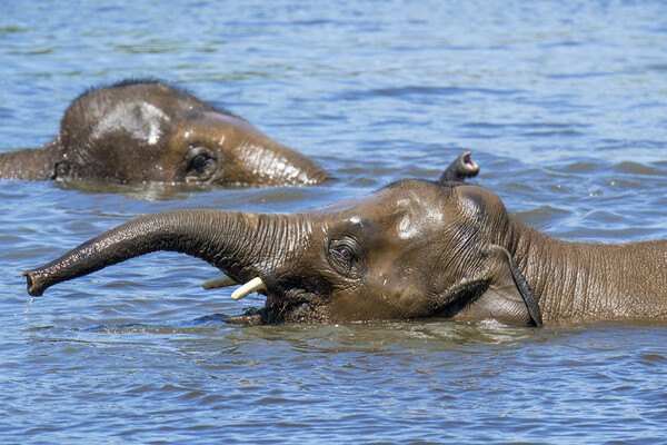 Two Asian Elephants Swimming in Lake Picture Board by Arterra 