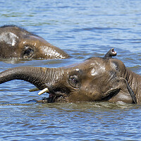 Buy canvas prints of Two Asian Elephants Swimming in Lake by Arterra 