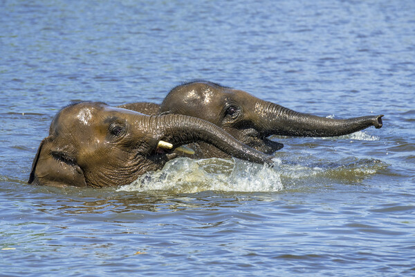 Two Elephants Playing in Water Picture Board by Arterra 