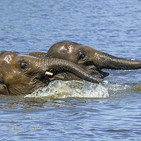 Buy canvas prints of Two Elephants Playing in Water by Arterra 