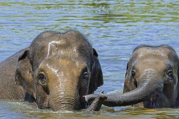 Asian Elephant Mother with Calf in Lake Picture Board by Arterra 