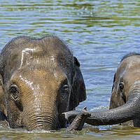 Buy canvas prints of Asian Elephant Mother with Calf in Lake by Arterra 