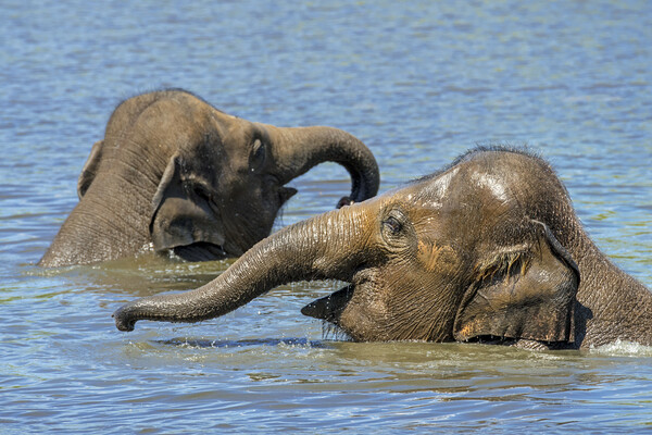 Two Young Elephants Bathing in Lake Picture Board by Arterra 