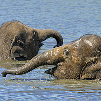 Buy canvas prints of Two Young Elephants Bathing in Lake by Arterra 
