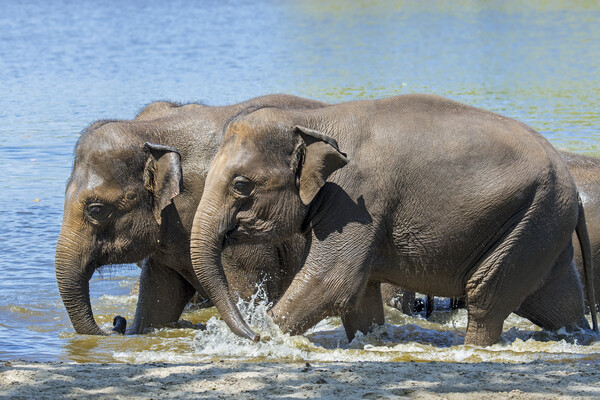 Asian Elephants Bathing in Lake Picture Board by Arterra 