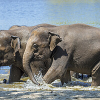 Buy canvas prints of Asian Elephants Bathing in Lake by Arterra 