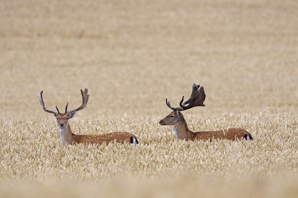 Fallow Deer Bucks in Wheat Field Picture Board by Arterra 
