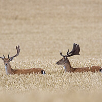 Buy canvas prints of Fallow Deer Bucks in Wheat Field by Arterra 