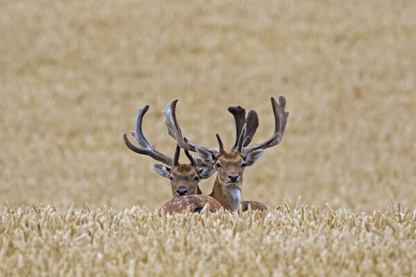 Fallow Deer Bucks in Summer Cornfield Picture Board by Arterra 