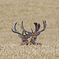 Buy canvas prints of Fallow Deer Bucks in Summer Cornfield by Arterra 