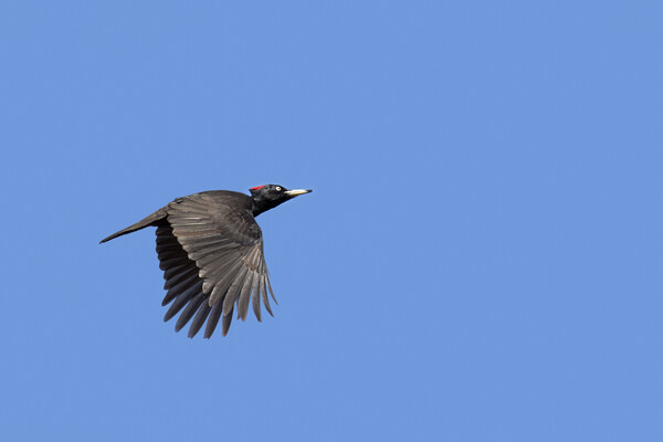 Black Woodpecker in Flight Picture Board by Arterra 
