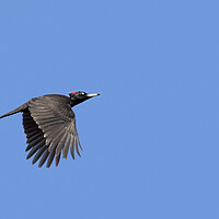 Buy canvas prints of Black Woodpecker in Flight by Arterra 
