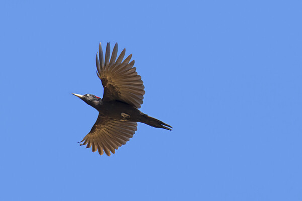 Flying Black Woodpecker Picture Board by Arterra 