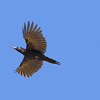 Buy canvas prints of Flying Black Woodpecker by Arterra 