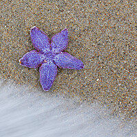 Buy canvas prints of Purple Common Starfish by Arterra 