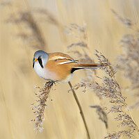 Buy canvas prints of Bearded Tit in Reed Bed by Arterra 