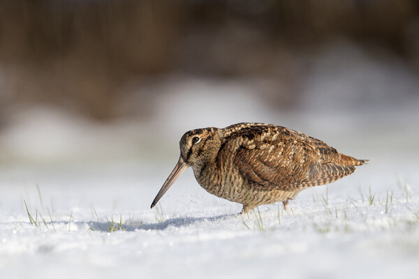 Woodcock Foraging in the Snow Picture Board by Arterra 