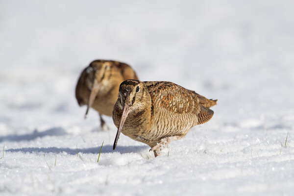 Two Woodcocks in the Snow Picture Board by Arterra 
