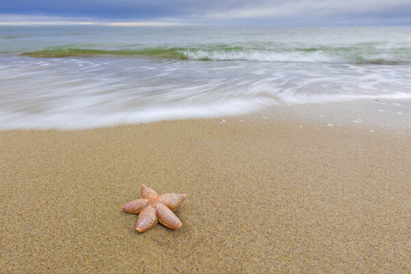 Starfish on Sandy Beach Picture Board by Arterra 