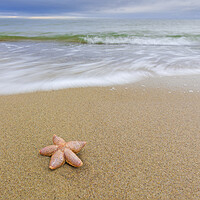 Buy canvas prints of Starfish on Sandy Beach by Arterra 
