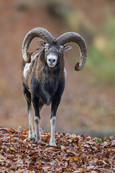 European Mouflon in Woodland Picture Board by Arterra 