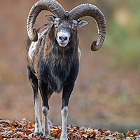 Buy canvas prints of European Mouflon in Woodland by Arterra 