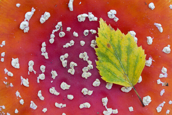 Fallen Leaf on Red Toadstool Picture Board by Arterra 