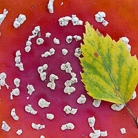 Buy canvas prints of Fallen Leaf on Red Toadstool by Arterra 