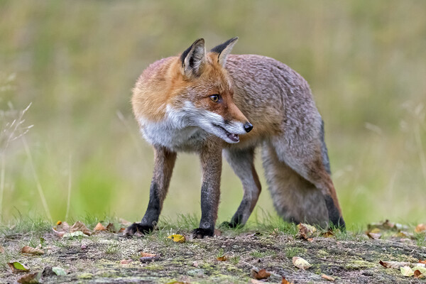 Red Fox  Picture Board by Arterra 